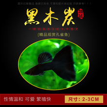 包邮 孔雀鱼活体鱼凤尾鱼木炭黑黑玫瑰观赏宠物淡水鱼场直销包活满