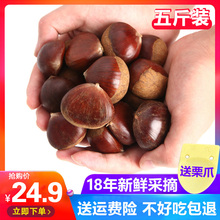 板栗生新鲜毛栗子5斤散装2018农家现摘非迁西大栗包邮沂蒙山生吃