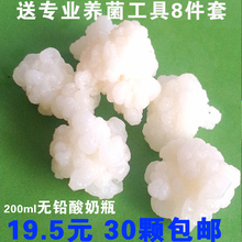包邮 开菲尔菌 藏灵菇菌 自制酸奶菌种 天山雪莲菌 西藏雪莲菌种