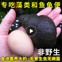 包活大田螺观赏螺活体金鱼锦鲤龙鱼缸吃粪便垃圾藻类清洁螺清道夫