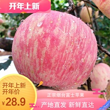包邮 山东烟台苹果水晶富士冰糖心阿克苏烟台苹 苹果栖霞红富士5斤