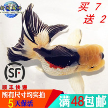 金鱼活体观赏鱼精品三色黑白水墨狮子凤高招财国粹淡水族小型冷水