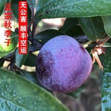 顺丰空运东北葫芦岛正宗秋李子酸甜可口离核黄肉 稀有品种脱骨李