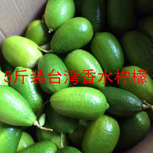5斤海南长条香水柠檬无籽香水柠檬香水青柠檬现摘坏果包赔