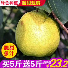 比砀山皇冠梨青梨雪梨香梨甜 包邮 无公害梨子山西酥梨10斤新鲜水果