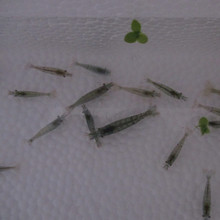 包邮 费各种观赏虾冲冠特价 免包装 黑壳虾 除藻虾观赏虾工具虾宠物虾