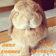 包邮 垂耳兔活体宠物兔猫猫兔宝宝迷你侏儒兔纯种视频挑选安全放心