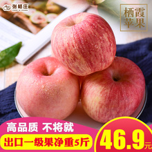 山东烟台红富士水果苹果新鲜一箱装应季吃的5斤批发包邮当季整箱