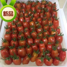 辽宁省丹东东港特产99草莓地409小柿子圣女果有机水果500g 推荐