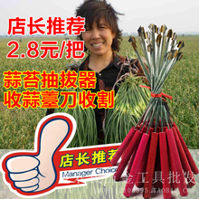包邮 抽蒜苔台工具收割刀 收割手工加长带勾 收蒜薹刀 蒜苔抽拔器