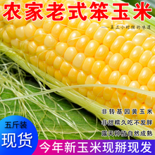 山东老式黄玉米新鲜农家笨玉米非转基因苞米老玉米柏粝终现发5斤