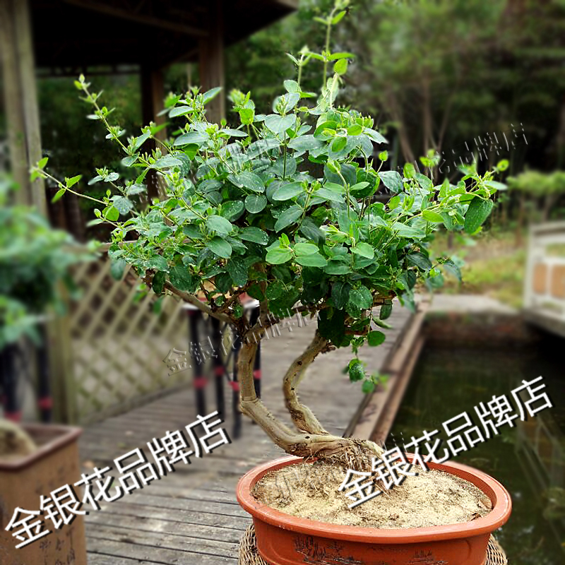 金银花树桩盆景庭院绿化花卉造型植物盆栽苗木黄白色易养好活包邮 8u58药材网