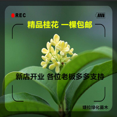 阳台盆栽桂花旗舰店