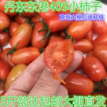 包邮 丹东东港409小柿子草莓柿子圣女果牛奶小柿子水果柿子5斤