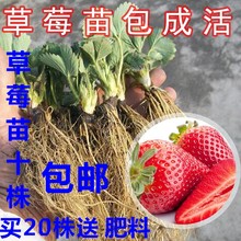 家居饰品四季结果草莓苗当年结果盆栽带土室内爬藤种植牛奶草莓