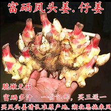 嫩姜 包邮 小黄姜湖北恩施来凤富硒特产一份 仔姜 土姜 来凤凤头姜