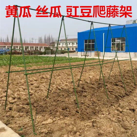 蔬菜植物搭架的方式,菜架怎么搭,四季豆搭架子技巧图片(第2页)_大山谷图库