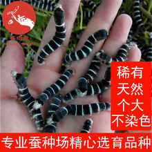 巨型黑虎蚕七彩蚕虫养蚕桑叶新鲜 蚕娘娘蚕宝宝卵活体小学生套装