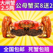 现货金蟹钳牌大闸蟹鲜活螃蟹特大公母蟹随机公母8送2共10只装礼盒