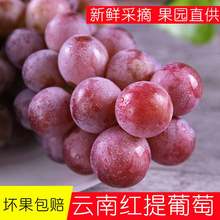 包邮 可米庄园提子云南红提孕妇葡萄新鲜水果红提当季现摘现发5斤