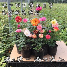 欧月阳台灌木月季蓝色风暴铃之妖精奶油龙沙宝石瑞典女王多季开花