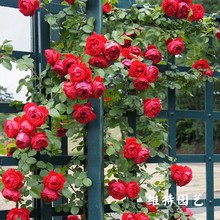 欧月红龙红色龙沙宝石月季多季藤本爬藤红龙沙月季花玫瑰蔷薇盆栽