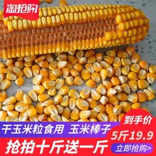 干玉米粒食用农家自种老品种黄玉米粒非转基因散装 5斤