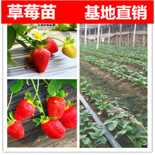 果树苗四季结果草莓苗攀援草莓苗盆地栽草莓苗奶油草莓树苗