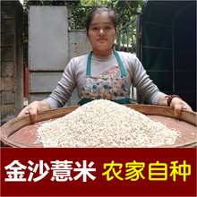 金沙薏米特级新货福建仙游农家自产薏米仁去湿气祛濕小薏米500g