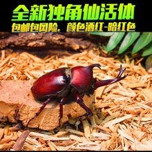 独角仙活体 包邮 新手套餐 甲虫 成虫宠物快递包活 双叉犀金龟