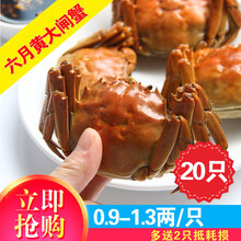 鲜活大闸蟹0.9-1.3两六月黄小螃蟹20只送2只装香辣蟹毛蟹活蟹现货