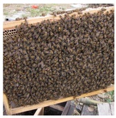 中蜂阿坝开产王双色王蜜蜂群黑王笼蜂群产卵处女王土蜂群红环蜂王