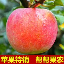 包邮 当季红富士整箱应季丑苹果冰糖苹 带箱10斤大沙河苹果水果新鲜