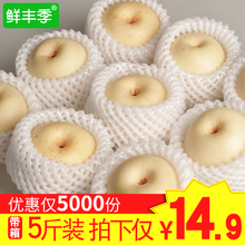 梨子新鲜5斤河北皇冠梨砀山酥梨香梨鸭梨当季水果雪花梨现摘带箱