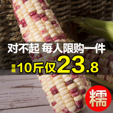 包邮 云南都乐广西新鲜牛奶水果花糯甜玉米整箱10斤 笋现摘现发即..