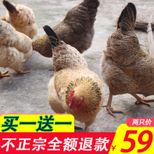 发2只土鸡农家散养2年老母鸡山林走地鸡农村现杀新鲜月子鸡笨鸡