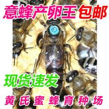 蜜蜂产卵王 蜜蜂蜂王 种蜂王 蜜蜂种蜂王 产卵王 喀尔巴阡蜂王
