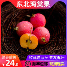 包邮 东北内蒙古新鲜水果特产沙果海棠果现摘现发孕妇红果像小苹果