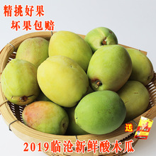包邮 临沧酸木瓜新鲜水果青木瓜酸水果野生做菜泡酒 云南酸木瓜5斤