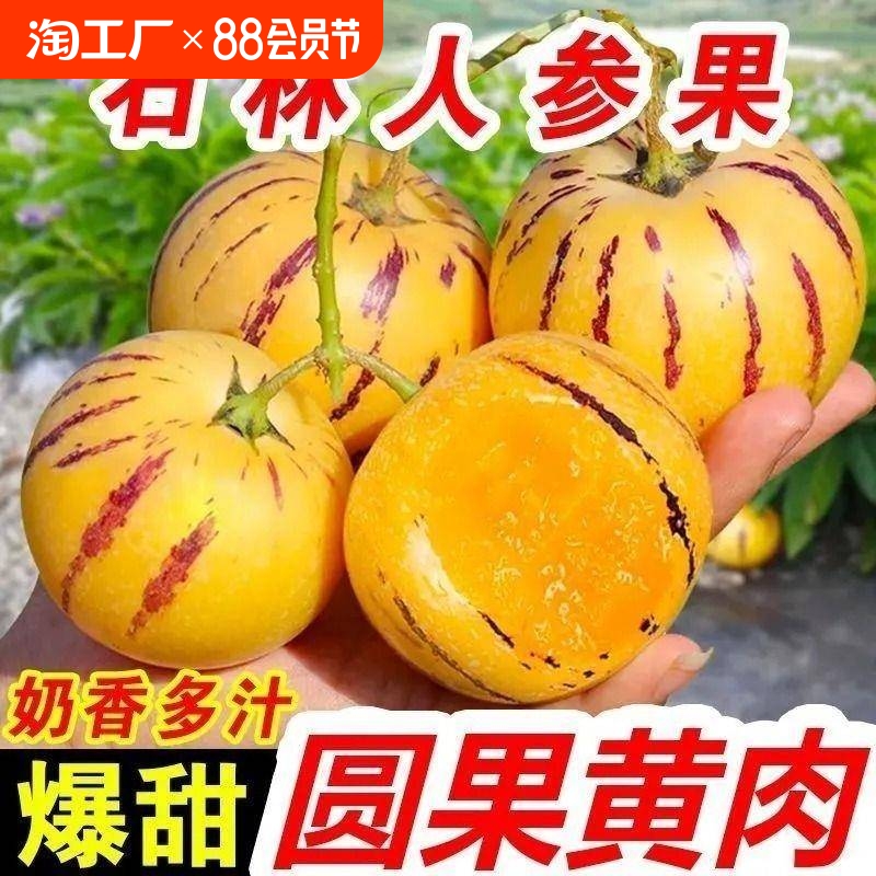 云南石林人参果农家现摘现发黄肉新鲜水果圆果整箱孕妇低糖人生果
