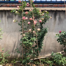 四季爬藤本粉色龙沙宝石多花蔷薇花苗欧月季庭院盆栽地栽花卉植物