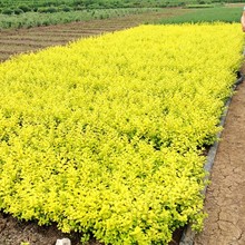 庭院绿化植物黄叶女贞苗金叶女贞苗绿化苗木金叶女贞球彩色苗木
