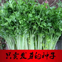 四季小香芹种子 香味浓家庭菜园种植菜种 细芹菜种子蔬菜阳台盆栽