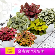 网纹草盆栽植物室内绿植森林火焰网纹草组合迷你植物微景观