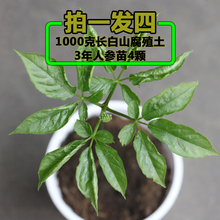 包邮 当年开花结果人参种子 人参苗拍1发4送土林下参山参苗人参盆栽