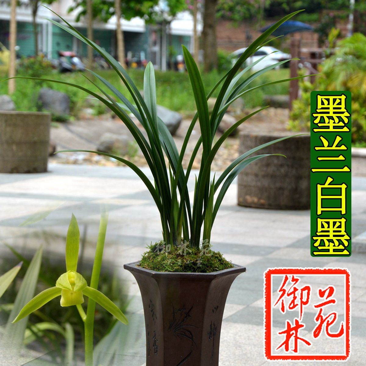 墨兰花图片欣赏,兰花图片欣赏,墨兰花图片_大山谷图库