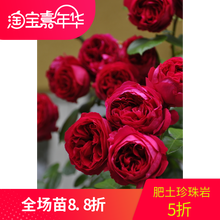 藤本月季 多季节开花 红色龙沙宝石 经典 中华月季园