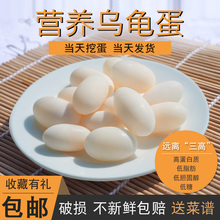 包邮 精选新鲜乌龟蛋中华草花墨龟巴西小乌龟活物活体可食用乌龟蛋