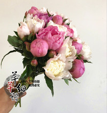 多瓣小牡丹生日家庭插花速递 女神富贵吉祥 芍药鲜花新上市 低促