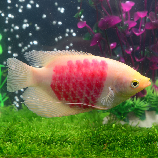 中大型热带宠物淡水观赏鱼活体招财发财风水梅